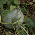 dsc03966