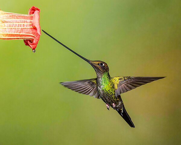 Sword-billed hummingbird (Ensifera ensifera) at Guango Lodge, Papallacta, Ecuador, taken by Andy Morffew